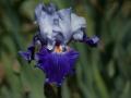 Iris_01