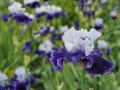 Iris_02