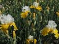 Iris_03