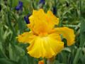 Iris_04
