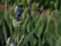 Iris_05