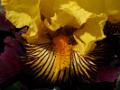 Iris_06