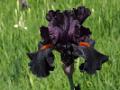 Iris_07