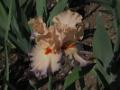 Iris_08