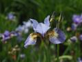 Iris_09