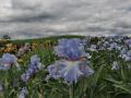 Iris_10