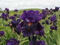 Iris_11