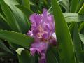 Iris_12