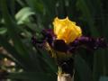 Iris_13