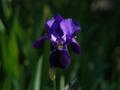 Iris_14