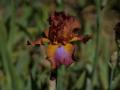 Iris_15