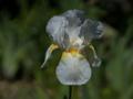 Iris_16