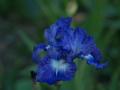 Iris_17