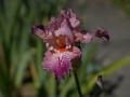 Iris_18