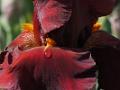 Iris_19