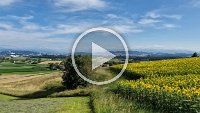 Sonnenblumen 2024